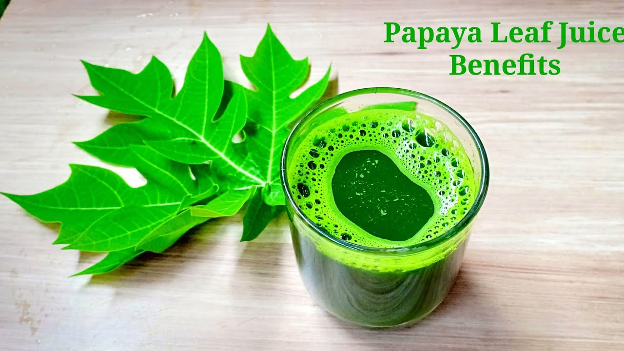 Papaya Leaf Juice and Benefits Winter Season Drink Juice for Dengue