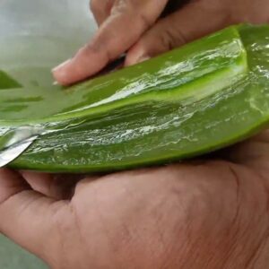 How to make Aloe Vera juice to drink at home