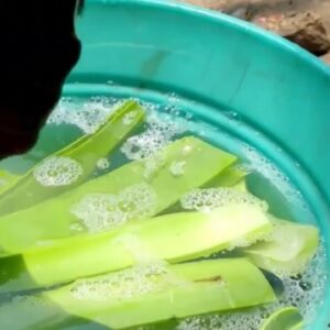 Aloe Vera Shake in Chennai | Tamil Nadu Street Food #shorts