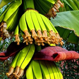 The Secret to Growing Bananas at Deep South Texas