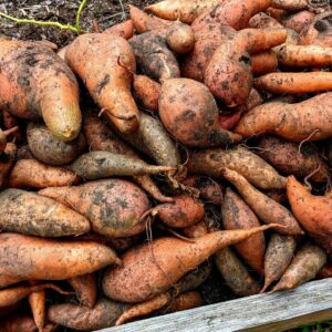 Successful Sweet Potato Harvest at Deep South Texas