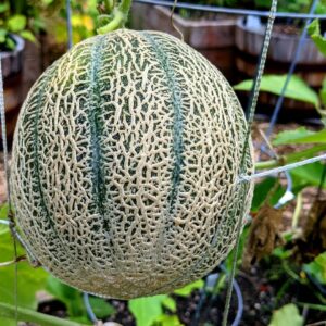 July Garden – Cantaloupes and Peppers