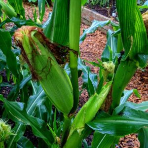 Early June Garden – Sweet Corn is Ready