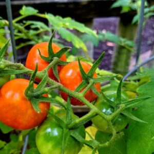 Early May Garden at Deep South Texas