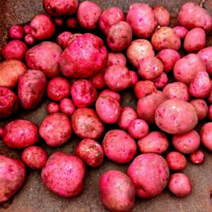 Harvesting Red Norland Potatoes from Raised Bed