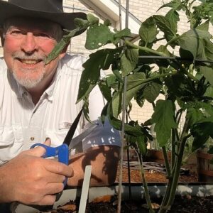 How to Prune Tomato Plants – Determinant and Indeterminate