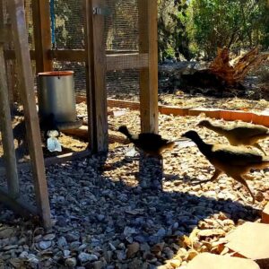 Raid on the Chicken Coop at Deep South Texas