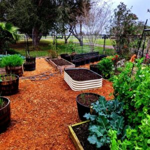 Planting Green Beans in January at Deep South Texas