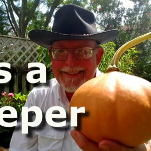 Cherokee Tan Pumpkins – Deep South Texas