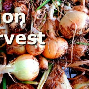 May Garden and Onion Harvest