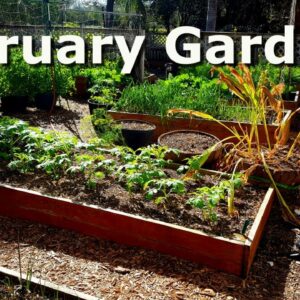 February Garden Update