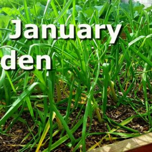 Mid January Garden Update