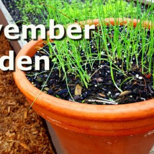 November Garden Update