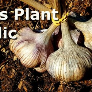 Planting Garlic at Deep South Texas