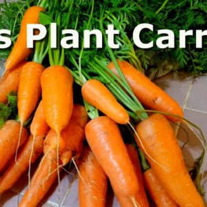 Let’s Plant Carrots