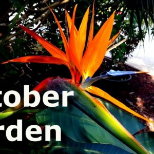 October Garden
