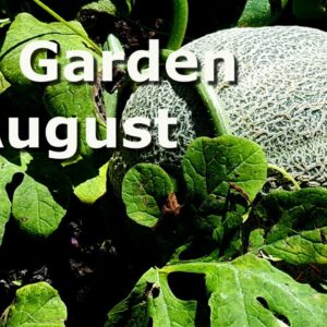August Garden