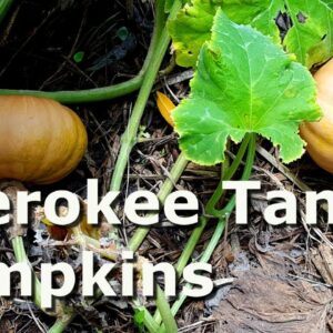 Cherokee Tan Pumpkin Harvest
