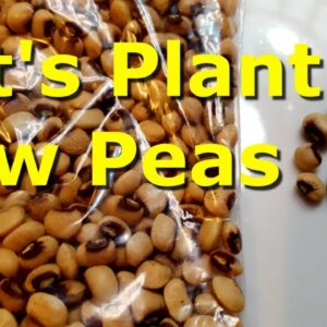How I Plant Cow Peas