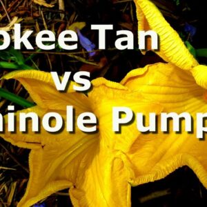 Cherokee Tan vs Seminole Pumpkin Collab -DST