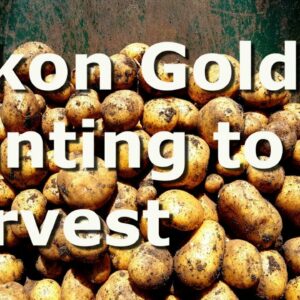 Yukon Gold Potatoes – Planting to Harvest