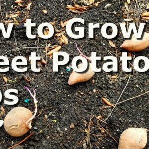 How to Grow Sweet Potato Slips