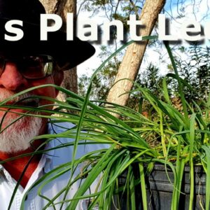 How to Plant Leeks