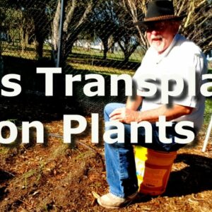 Transplanting Onion Plants