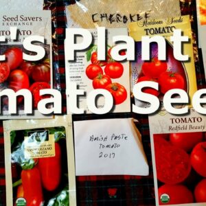 Planting Tomato Seeds at Deep South Texas