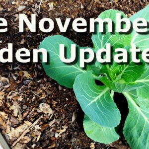 Late November Garden Update
