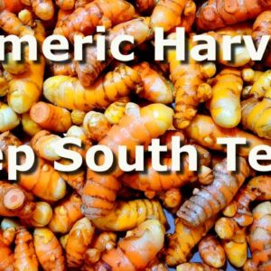 Turmeric Harvest   Deep South Texas