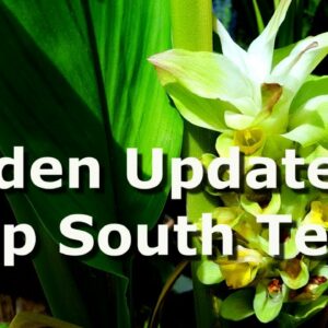 Early November Garden Update – Deep South Texas