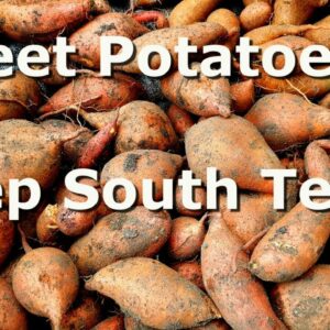 More Sweet Potatoes