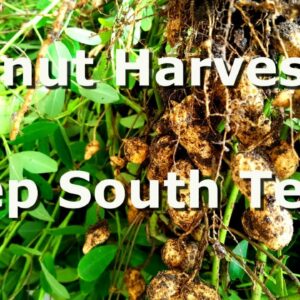 Peanut Harvest – Deep South Texas