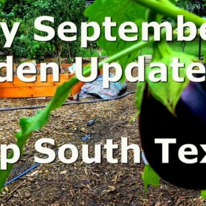Early September Garden Update – Deep South Texas