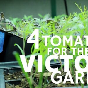 Four Best Tomato Varieties to Grow for our Victory Garden | Pt 1