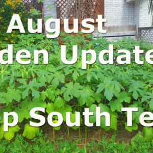 Mid August Garden Update at Deep South Texas