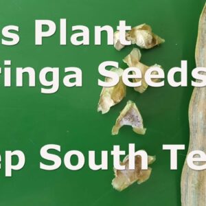 Let’s Plant Moringa Seeds at Deep South Texas