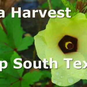 Late July Garden Update at Deep South Texas