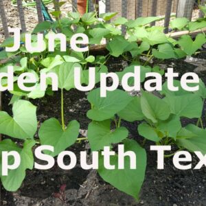 Mid June Garden Update at Deep South Texas