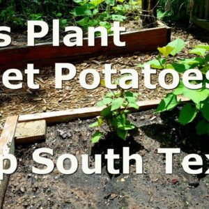 Planting Sweet Potatoes at Deep South Texas