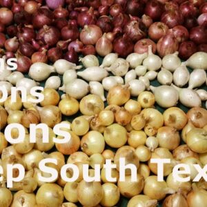 Onions at Deep South Texas