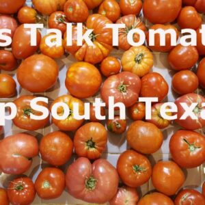 Let’s Talk Tomatoes at Deep South Texas