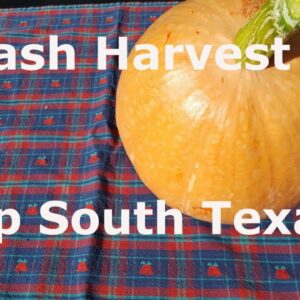 Squash Harvest at Deep South Texas