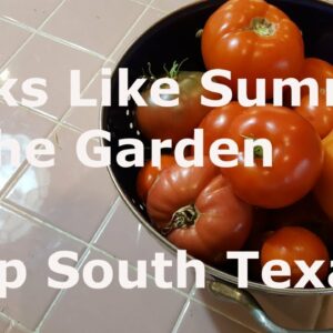 Late April Garden Update at Deep South Texas