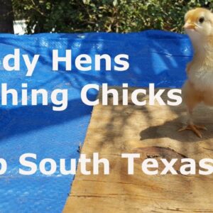 Backyard Broody Hens and Hatching Chickens at Deep South Texas