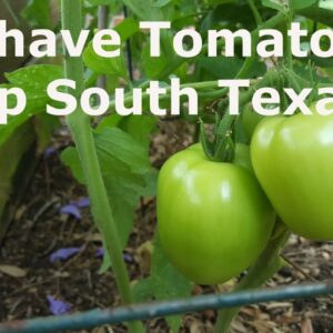 Deep South Texas April 1st 2018 Garden Update