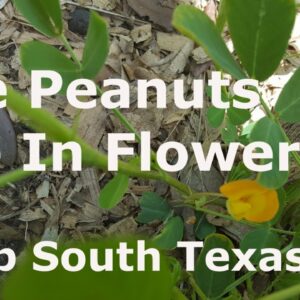 Late June Garden Update at Deep South Texas