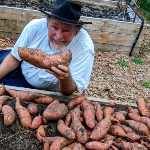 Record Sweet Potato Harvest at Deep South Texas