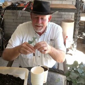 Potting Up Broccoli and Cabbage Grown from Seed